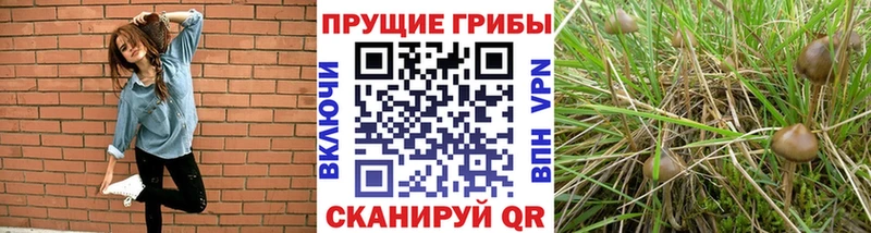 Псилоцибиновые грибы Cubensis  закладка  ОМГ ОМГ онион  Солигалич 